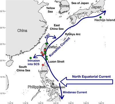 Seaweed diversification driven by Taiwan’s emergence and the Kuroshio Current: insights from the cryptic diversity and phylogeography of Dichotomaria (Galaxauraceae, Rhodophyta)